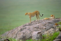 Cheetahs on rock, Serengeti NP (Acinonyx jubatus) Africa.