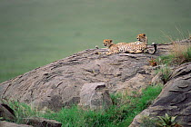 Cheetahs resting on rock, Serengeti NP. (Acinonyx jubatus) Tanzania, Africa.