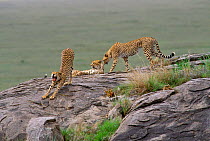 Cheetahs on rock, Serengti NP (Acinonyx jubatus)Africa.