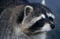 Raccoon {Procyon lotor} portrait, captive, USA