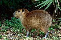 Capybara {Hydrochoerus hydrochaeris} profile, captive