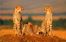 Cheetah mother and two cubs in Masai Mara, Kenya