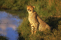 Cheetah (Acininyx jubatus) sitting by stream in the Masai Mara NP, Kenya, Africa