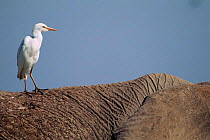 Cattle Egret (Bubulcus ibis) on Elephant's back, Kenya Amboseli NP
