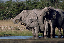 African Elephants drinking in Etosha National Park, Namibia