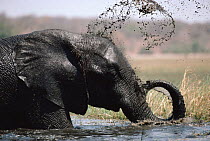 African Elephant spraying muddy water over itself. Botswana Chobe NP, Africa