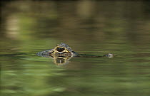 Spectacled Caiman (Caiman crocodilus) with eyes just visible above water level, Pantanal wetlands, Brazil