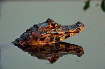 Spectacled Caiman in water, Pantanal, Brazil