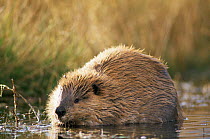 American beaver (Castor canadensis) eating willow Grand Teton NP, Wyoming, USA