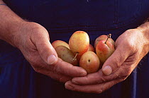 Handful of Victoria plums {Prunus domesticus}