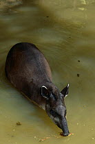 Brazilian tapir {Tapirus terrestris} in water,  Ecuador
