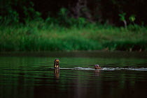 Giant otters (Pteronura brasiliensis) swimming at river surface, Manu NP, Peru, South America