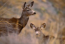 Mule Deer with young (Odocoileus hemionus) Montana, USA.