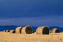 Agricultural scene of round straw bales. Inverness, Scotland Black Isle