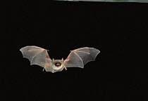 Greater Mouse Eared Bat {Myotis myotis} in flight at night