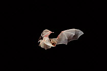 Greater Mouse eared bat in flight at night (Myotis myotis)