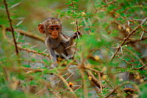 Vervet / Green Monkey baby in tree (Chlorocebus / Cercopithecus aethiops) Tanzania, Lake Manyara