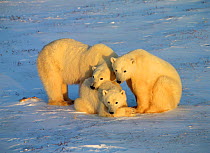 Polar Bear mother and cubs (Ursus maritimus) Churchill,  Manitoba, Canada