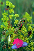 Six spot burnet moths (Zygaena filipendulae) on flowers. Scotland, UK, Europe