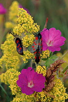Six-Spot Burnet moths on flowers, Scotland