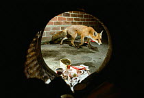 Red Fox taken through a dustbin at night foraging for food (Vulpes vulpes) Southampton, UK