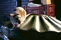 Brown rat (Rattus norvegicus) on dustbin, Europe