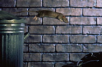 Brown rat (Rattus norvegicus) jumping from dustbin, UK