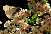 Black Veined White butterfly resting on Hawthorn flowers, UK