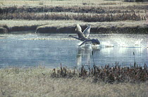 Trumpeter Swans taking off on migration, National Elk Refuge, Wyoming USA.