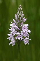 Common Spotted Orchid (Dactylorhiza fuchsii) England