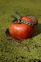 Forbidden fruit - Grass snake coiled over apple.