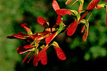Sycamore seed pods (Acer pseudoplatanus). Scotland, UK, Europe