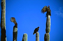 Turkey vultures (Cathartes aura) sunning themselves on Cardon cactus, Sonoran desert, Baja, Mexico
