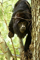 Black howler monkey {Alouatta caraya} Ibera Marshes NR, Argentina