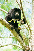 Black Howler Monkey (Alouatta caraya) Ibera Marshes Nature Reserve, Argentina