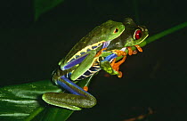 Red Eyed treefrogs mating (Agalychnis callidryas) La Madra Salva, Costa Rica