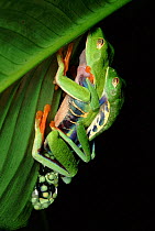 Red Eyed Tree frogs mating, Costa Rica