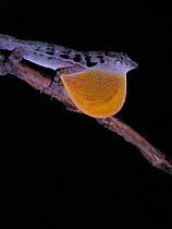 Anole lizard displaying orange dewlap (throat fan) (Anolis sp) Costa Rica