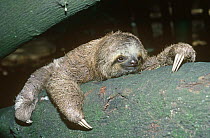 Three toed sloth (Bradypus variegatus) Brazil