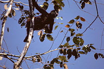 Black Handed Spider Monkey calling from tree tops (Ateles geoffroyi) Costa Rica