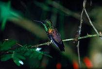 Copper Rumped Hummingbird, Trinidad