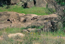Nine banded armadillo (Dasyspus novemcinctus) on rocks in landscape, USA