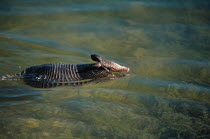 Nine Banded Armadillo (Dasyspus novemcinctus) swimming, USA