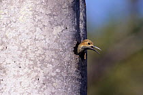 Fernandina's flicker (Colaptes fernandinae) female loking out of nest hole in tree trunk, Zapata Swamp, Cuba, vulnerable species
