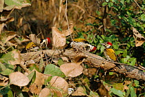 Fernandina's Flicker male looking into nest (Colaptes fernandinae) Cuba Zapata Swamp.