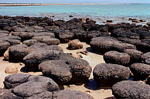 Stromatolites, Hamlin Bay Shark's Bay Western Australia