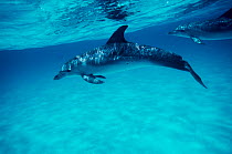Atlantic Spotted Dolphins just below sea surface, Bahamas