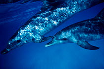 Atlantic Spotted Dolphins, Bahamas