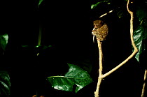 Spectral tarsier eating lizard {Tarsius tarsier / spectrum} captive, Indonesia