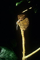 Spectral tarsier (Tarsius tarsier / spectrum) clinging to small branch feeding on lizard, captive, Indonesia, Vulnerable species